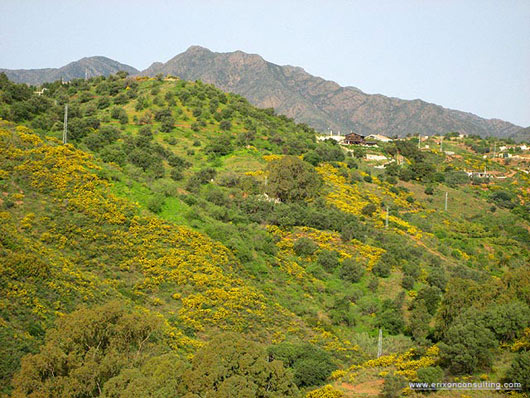 Andalusiska kullar och berg, Ginst